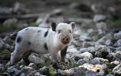 Avocat droit des animaux