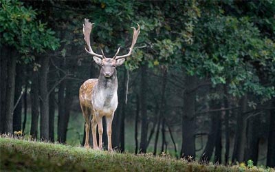 Avocat droit des animaux